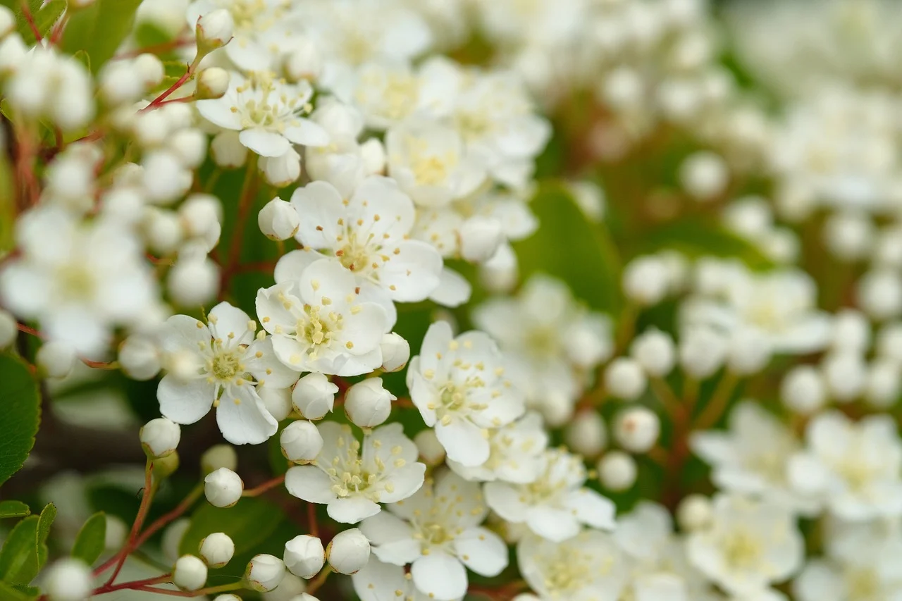 white-blossom-4up4.com.webp