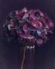 Purple Hydrangea.jpg